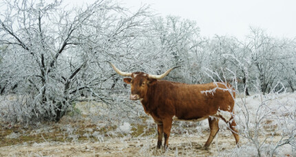Texas Longhorn cow in ice storm on ranch, cold winter weather co